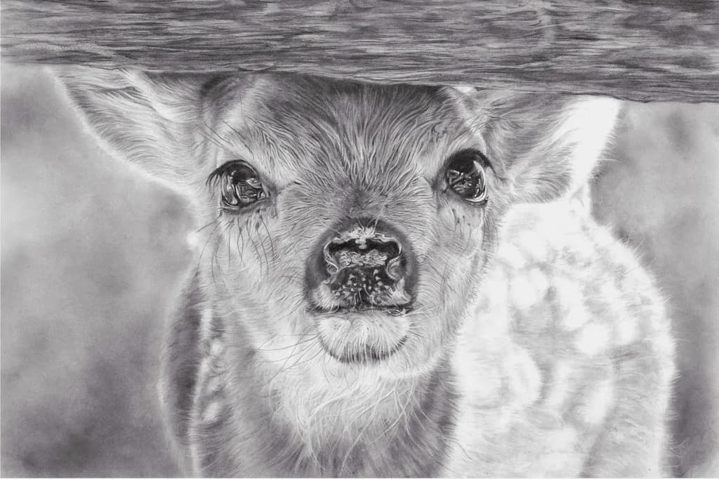 Curious Fawn