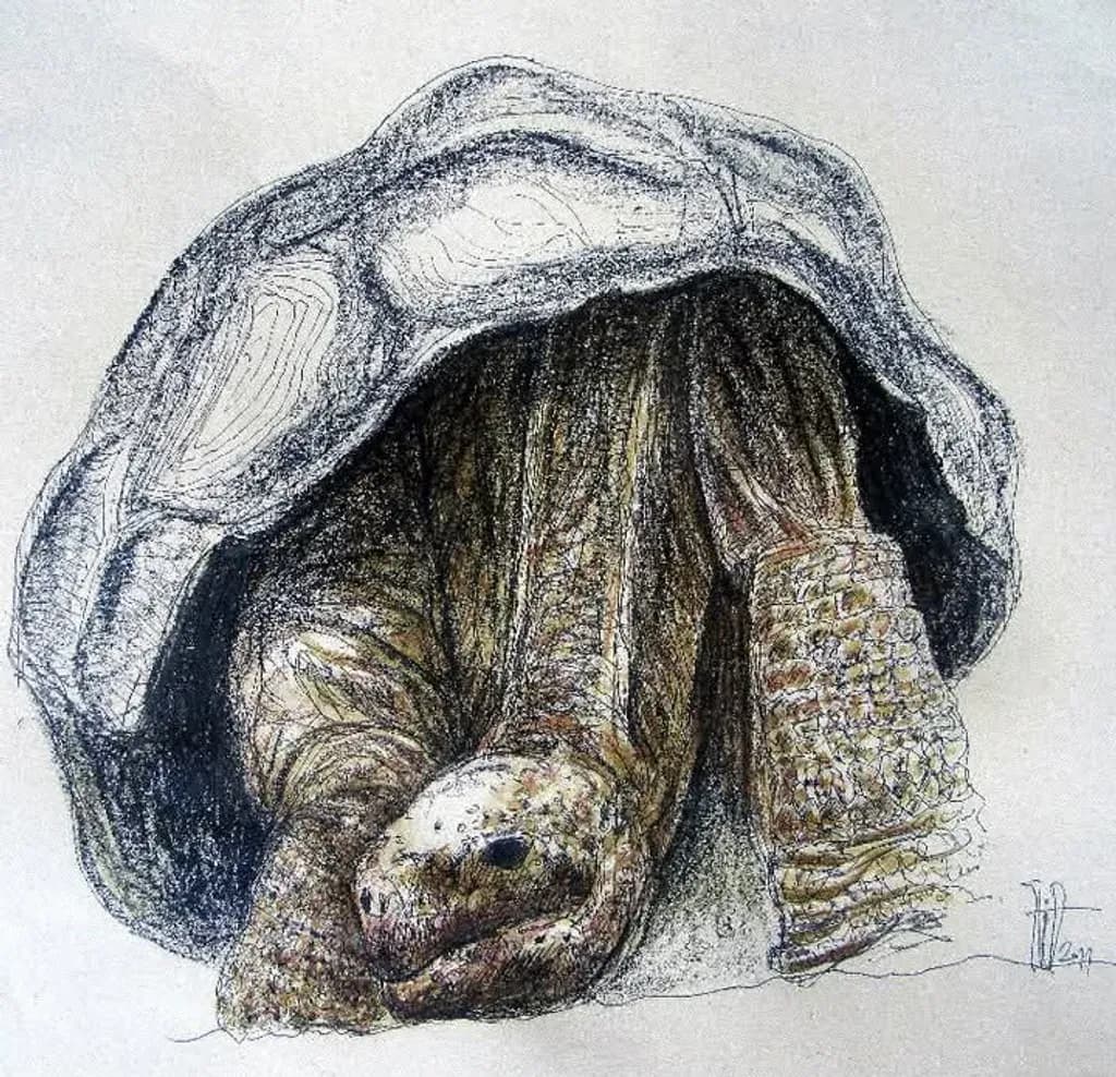 Tortoise Retreat