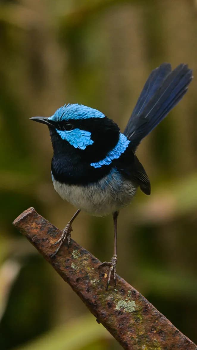 Vibrant Elegance: The Blue-Headed Beauty of Nature's Canvas