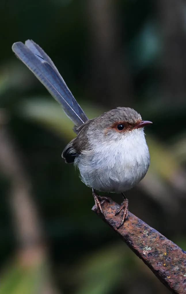 Whispers of Nature: A Delicate Bird Perched in Serenity