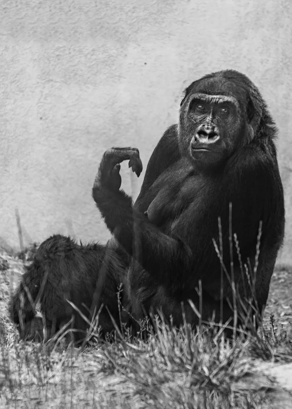 Gorilla Gaze