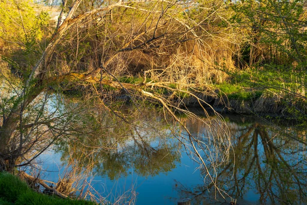Reflections in Nature