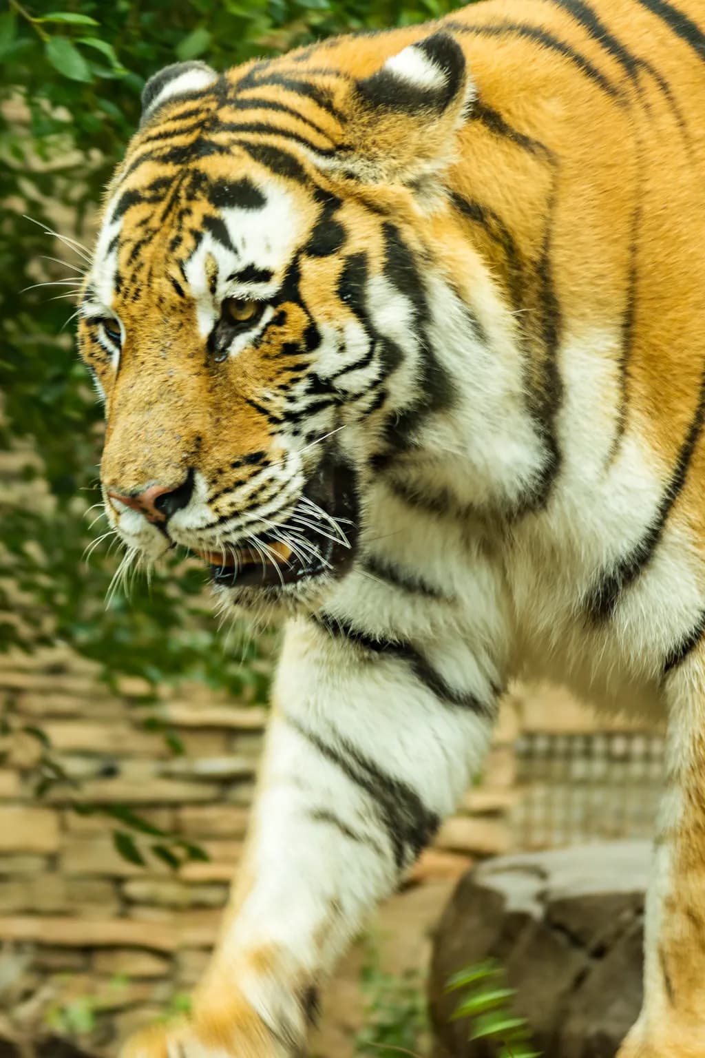 Majestic Stripes
