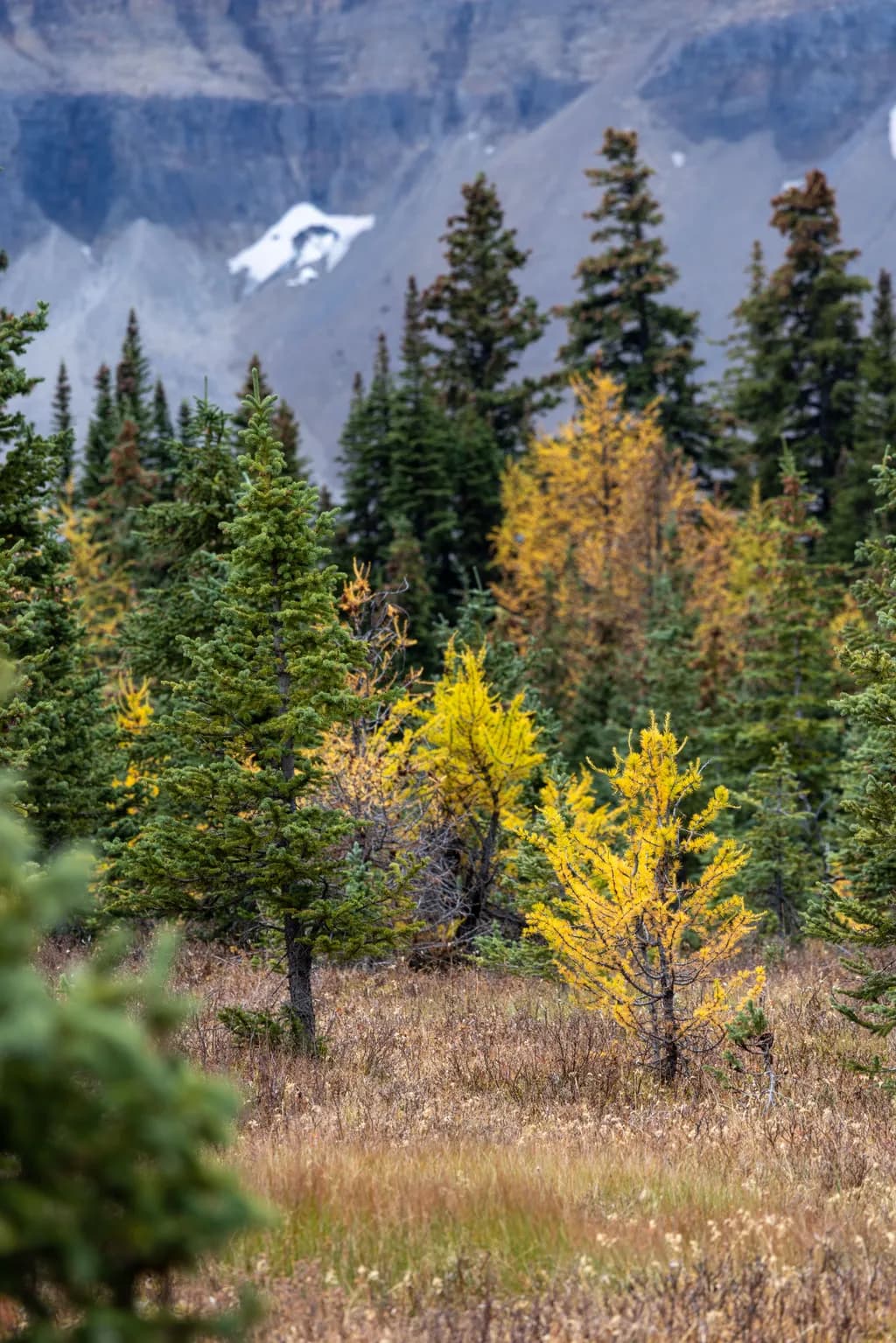 Whispers of Autumn: A Serene Forest Embrace