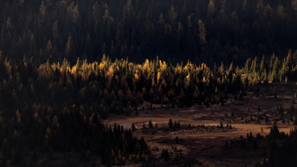 Whispers of Autumn: A Dance of Light and Shadow in the Forest