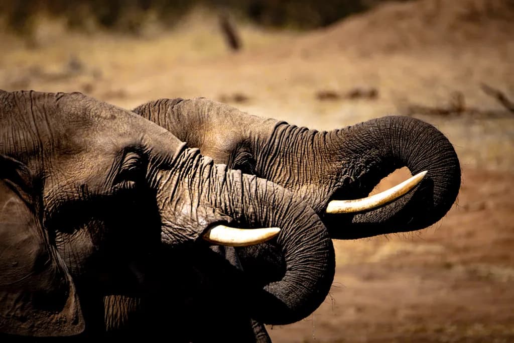 Whispers of the Wild: A Close Encounter with Majestic Elephants