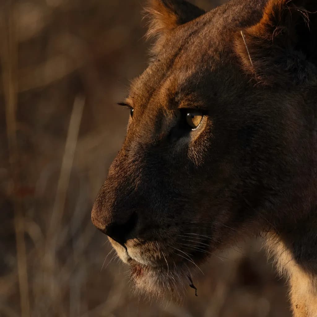Majestic Gaze: The Soul of the Wild Lioness in Golden Light