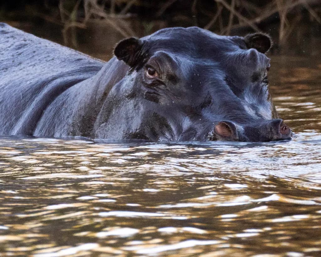 Mysterious Waters: The Silent Watcher of the River