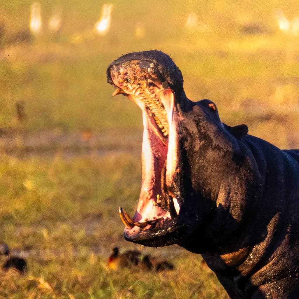 Majestic Yawn: The Untamed Spirit of the Hippo in Nature's Embrace
