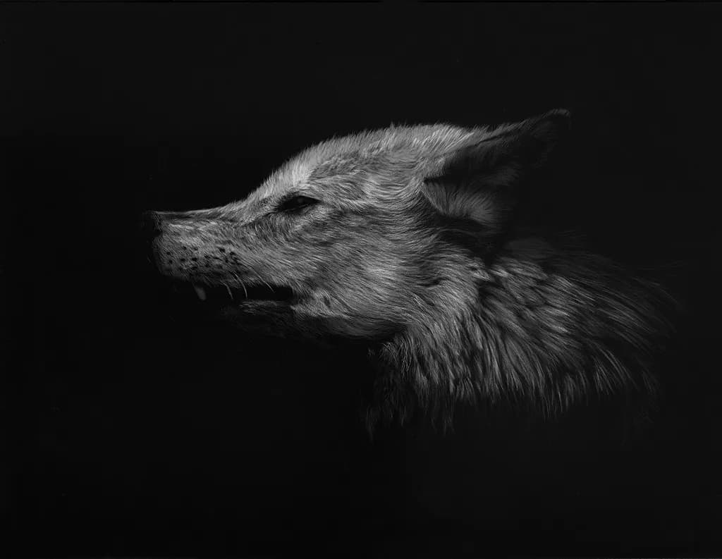 Whispers of the Wild: A Monochrome Portrait of a Wolf's Spirit