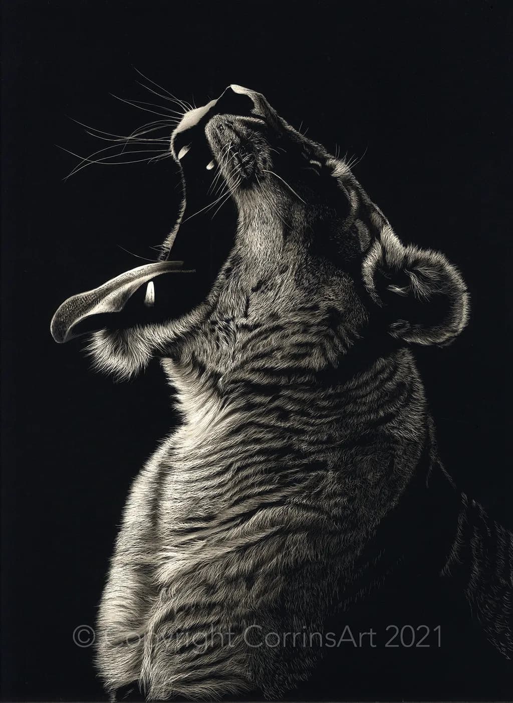 Majestic Roar: The Silent Power of a Yawning Tiger