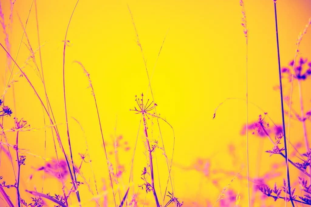 Radiant Silhouettes