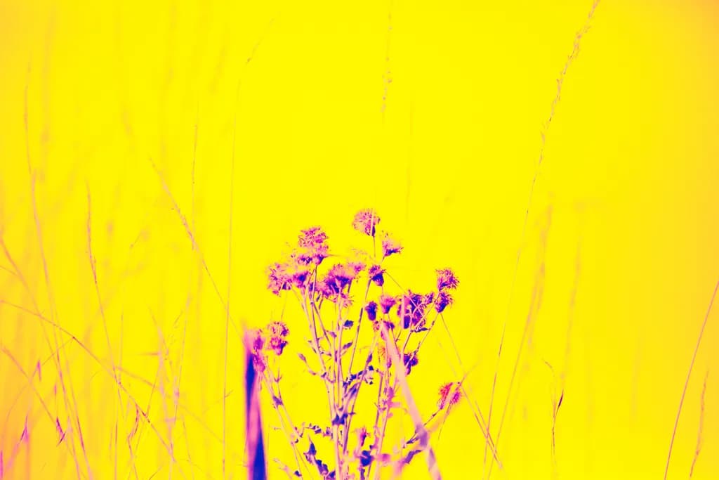 Sunlit Thistle