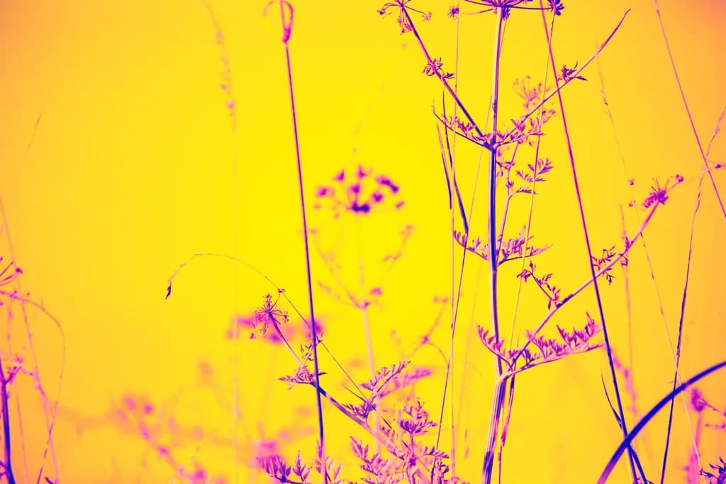Neon Wildflowers