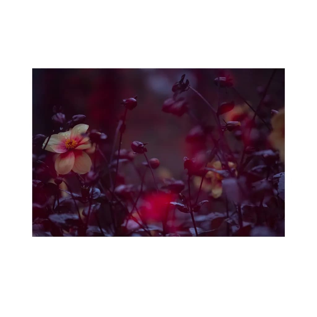 Dusky Bloom