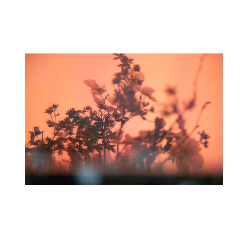 Sunset Silhouettes