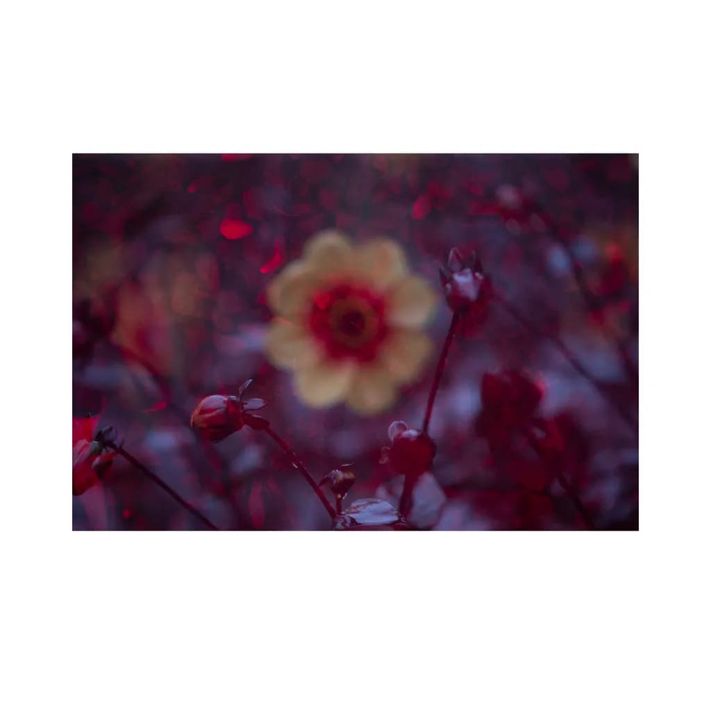 Blurred Blossom
