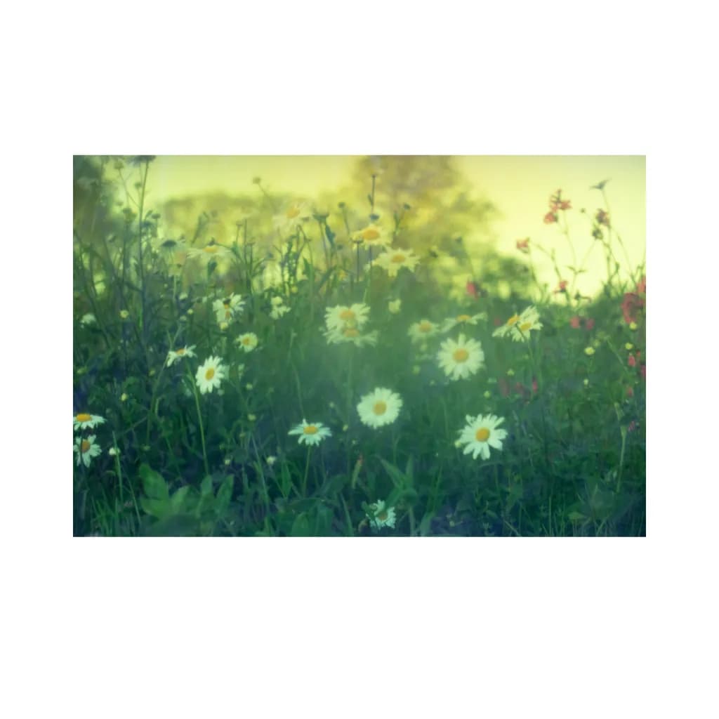 Daisy Meadow
