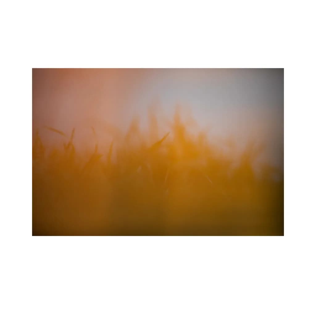 Golden Haze
