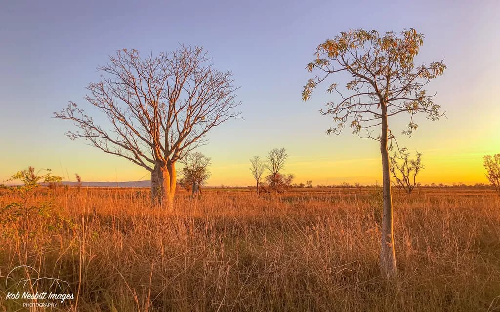 Golden Hour Serenity: A Tranquil Landscape of Baobab Trees at Dusk