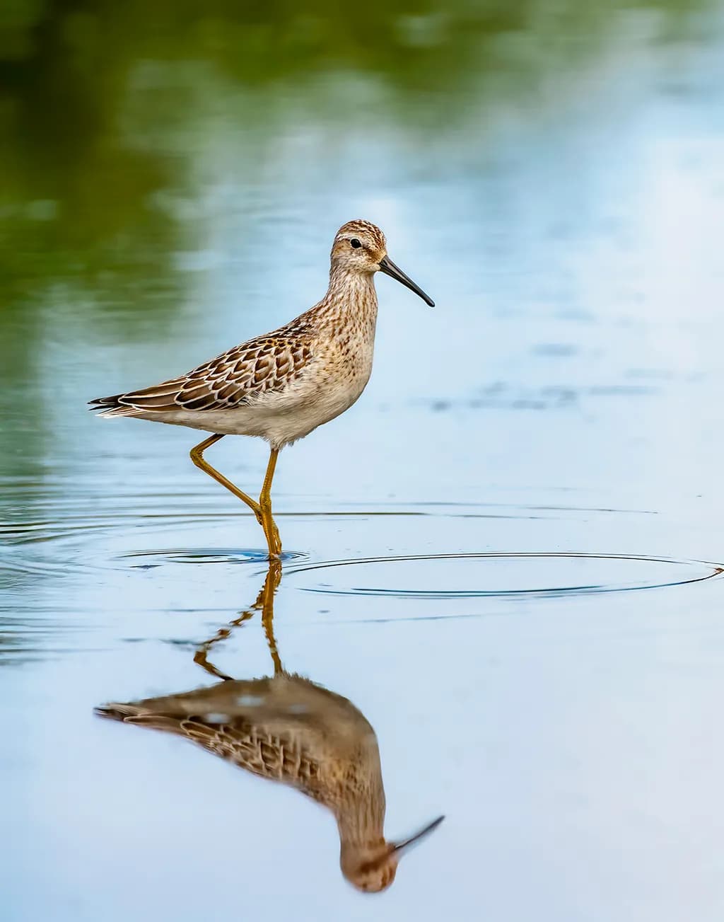 Marsh Reflection