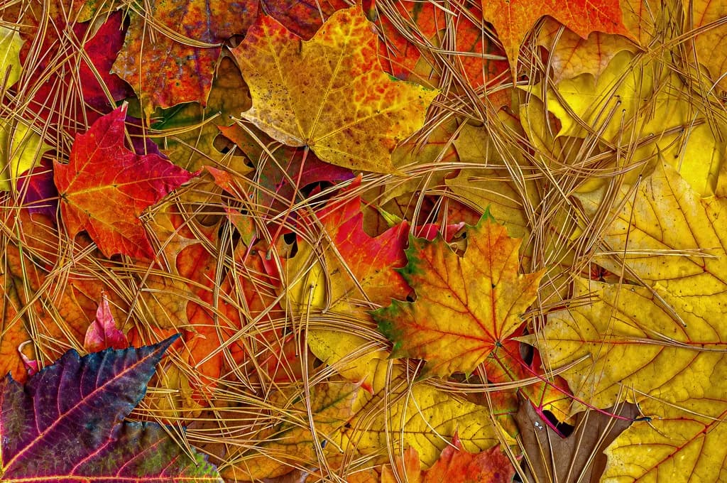 Autumn Tapestry