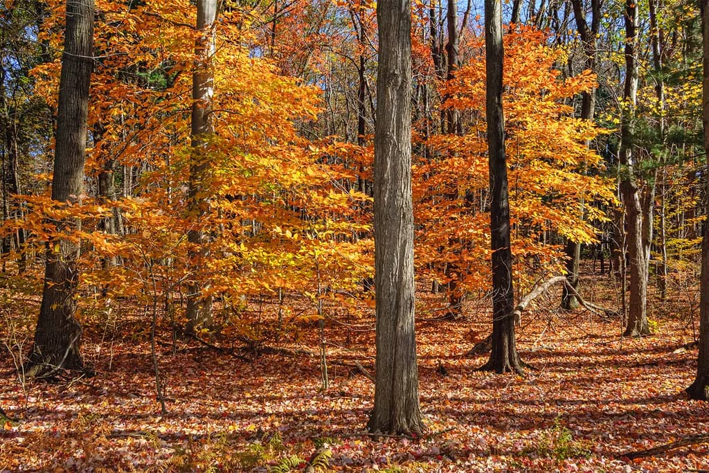 Autumn Glow