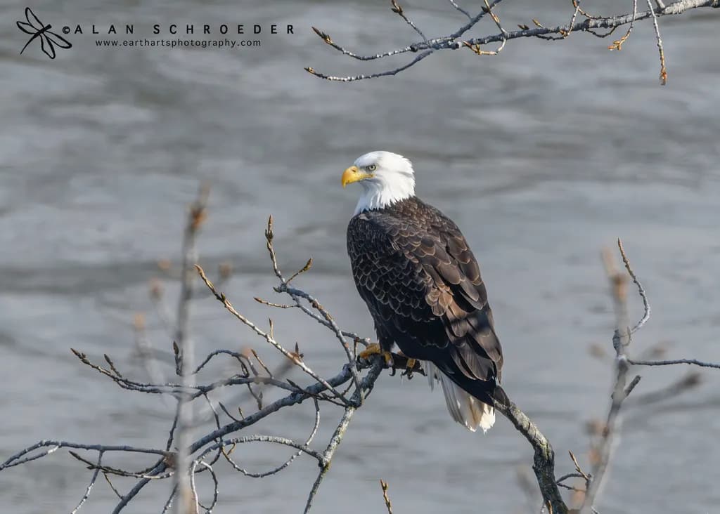 Majestic Perch