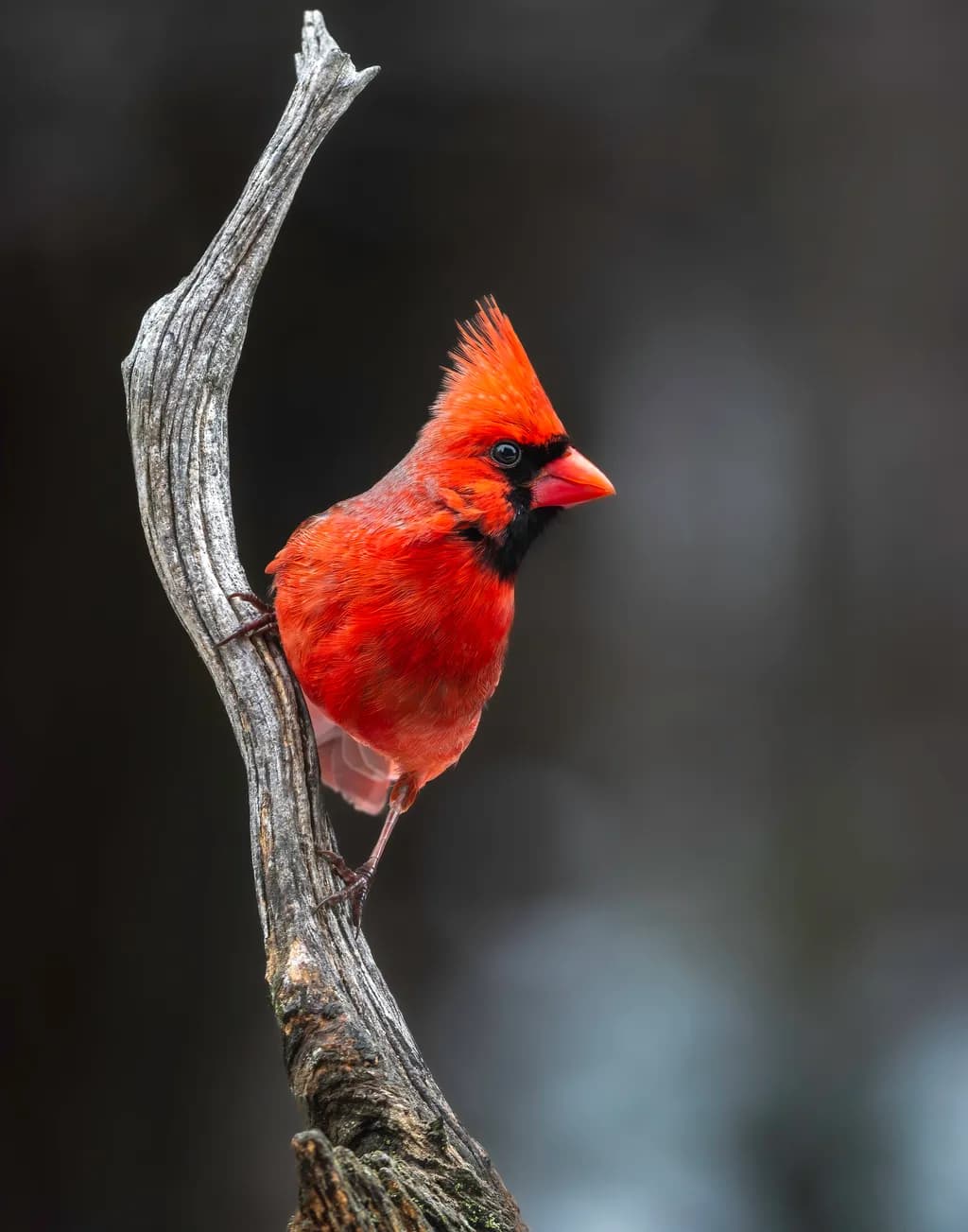 Cardinal Perch