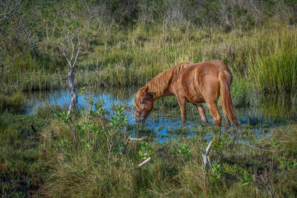 Marshland Majesty