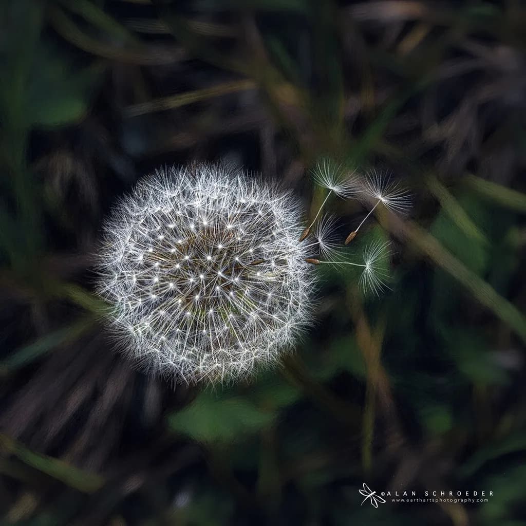 Dandelion Drift