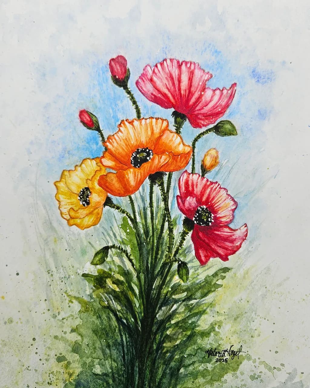 Colorful Poppies