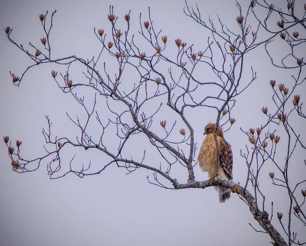 Silent Watcher: A Hawk's Perch Amidst Nature's Embrace