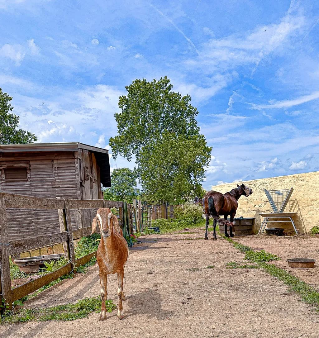 Whispers of the Farm: A Goat's Gentle Gaze Amidst Nature's Embrace