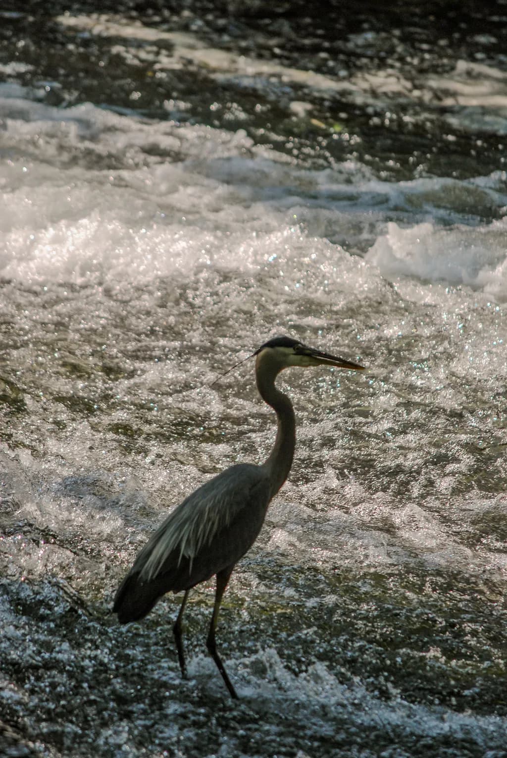 Silent Elegance: A Heron's Journey Through Whispering Waters