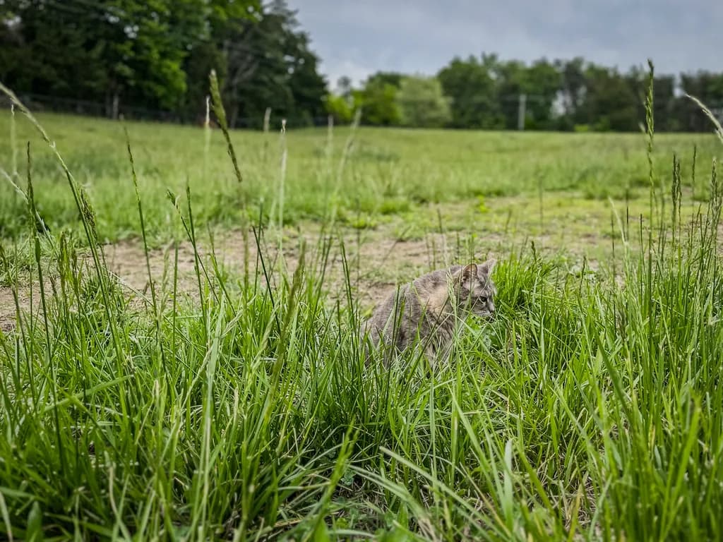 Whispers of Nature: A Feline's Journey Through Tall Grass