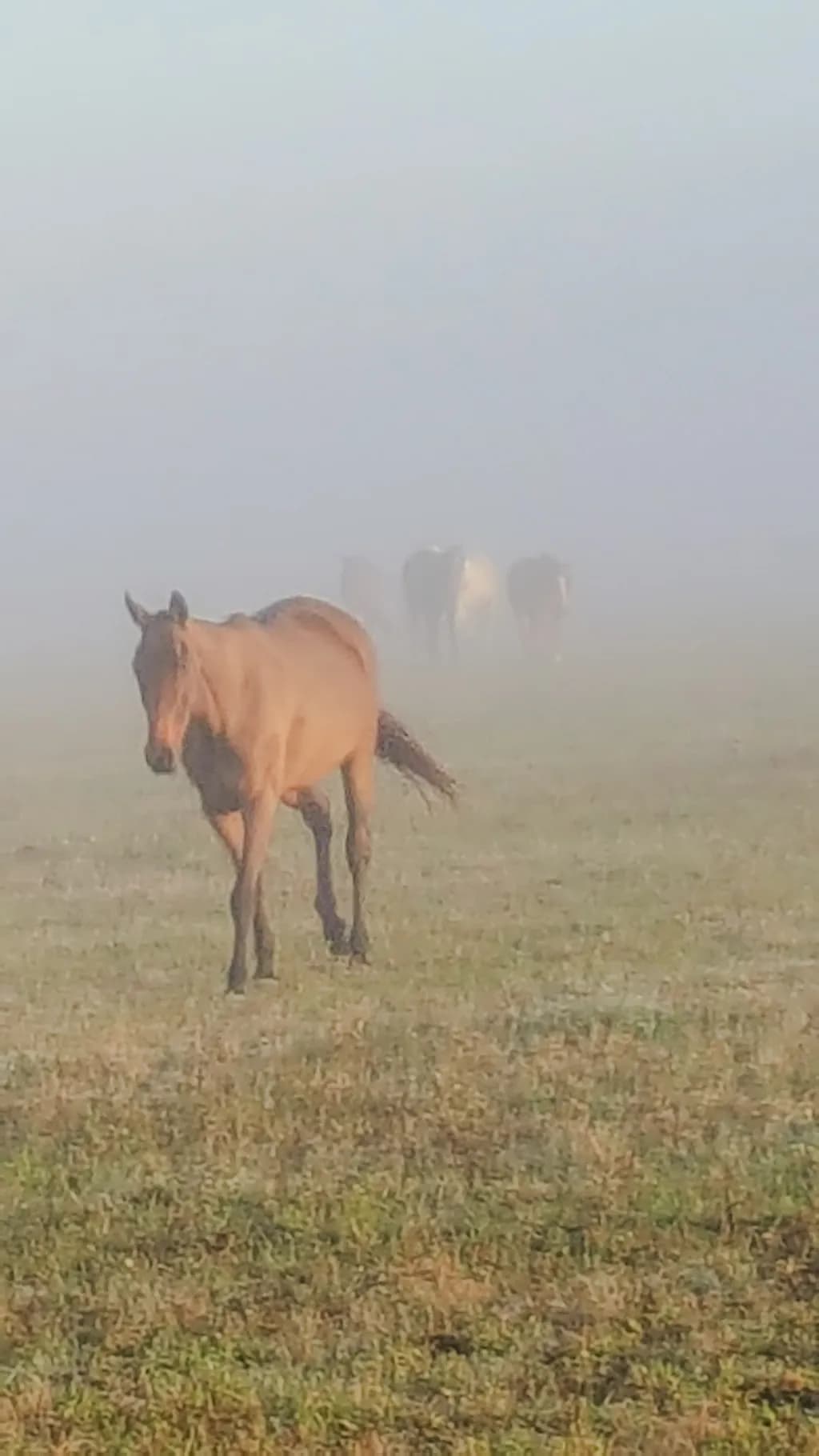 Whispers of the Mist: A Horse's Journey Through Foggy Fields