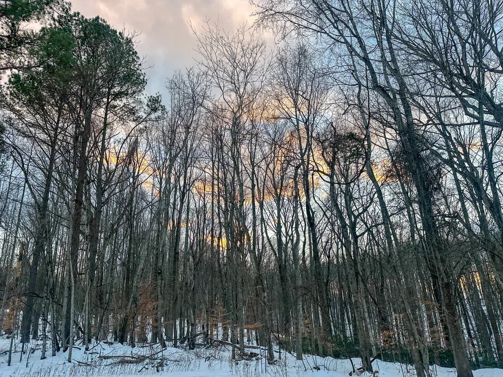 Whispers of Winter: A Serene Forest Embrace at Dusk