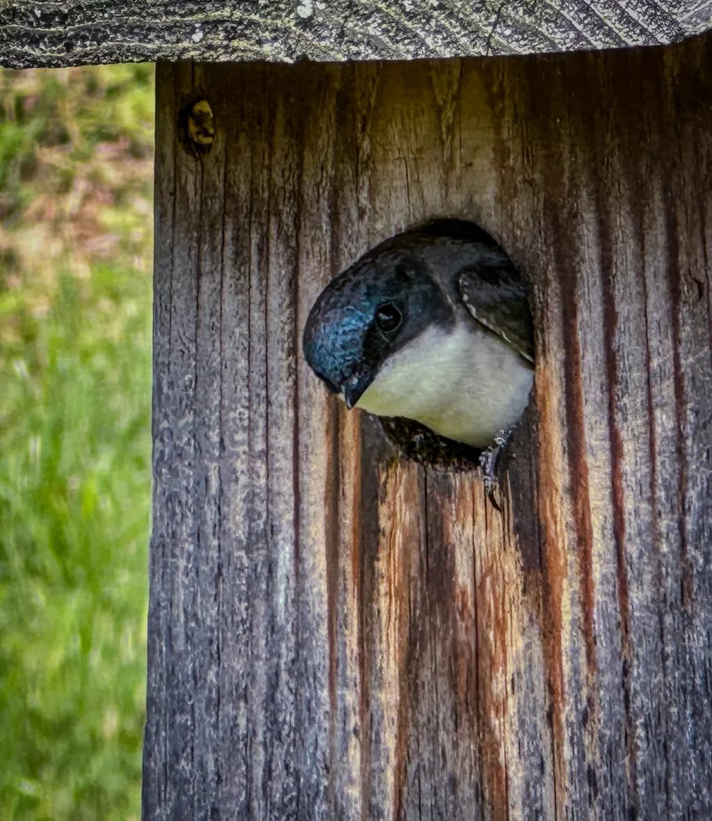 Whispers of Nature: A Bird's Gaze from the Heart of Wood