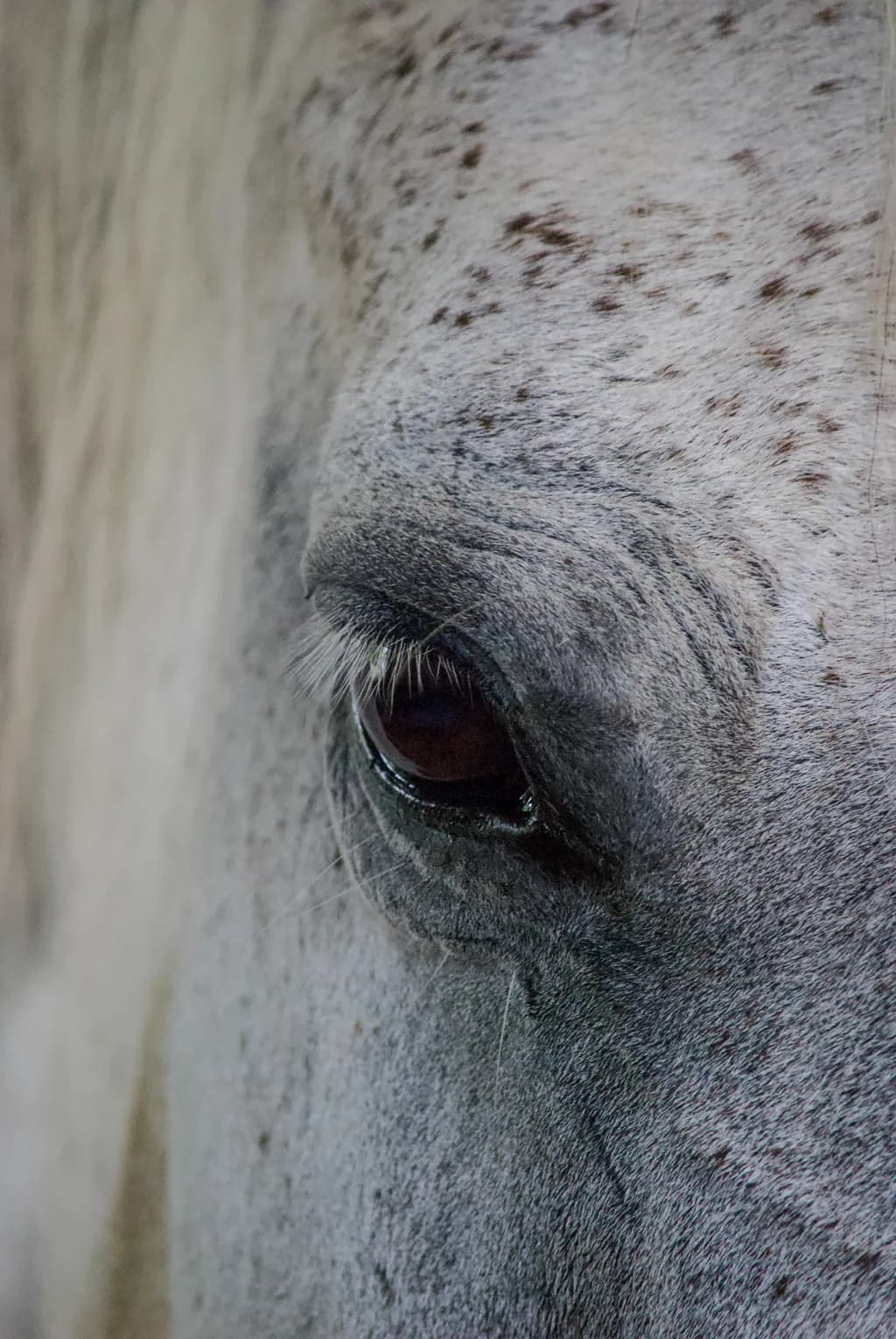 Whispers of Grace: The Soulful Gaze of a Grey Horse