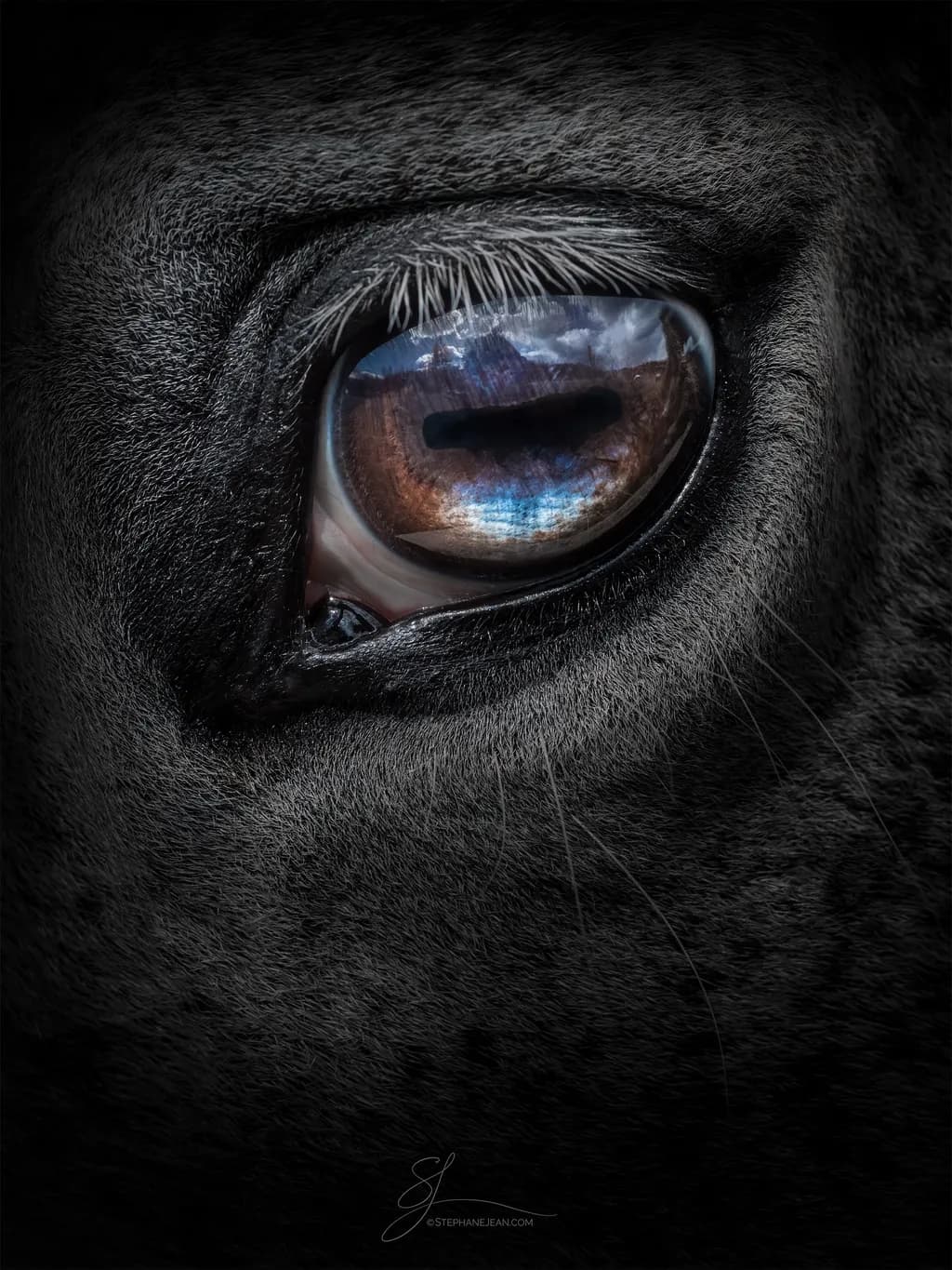 Reflections in the Stallion's Eye