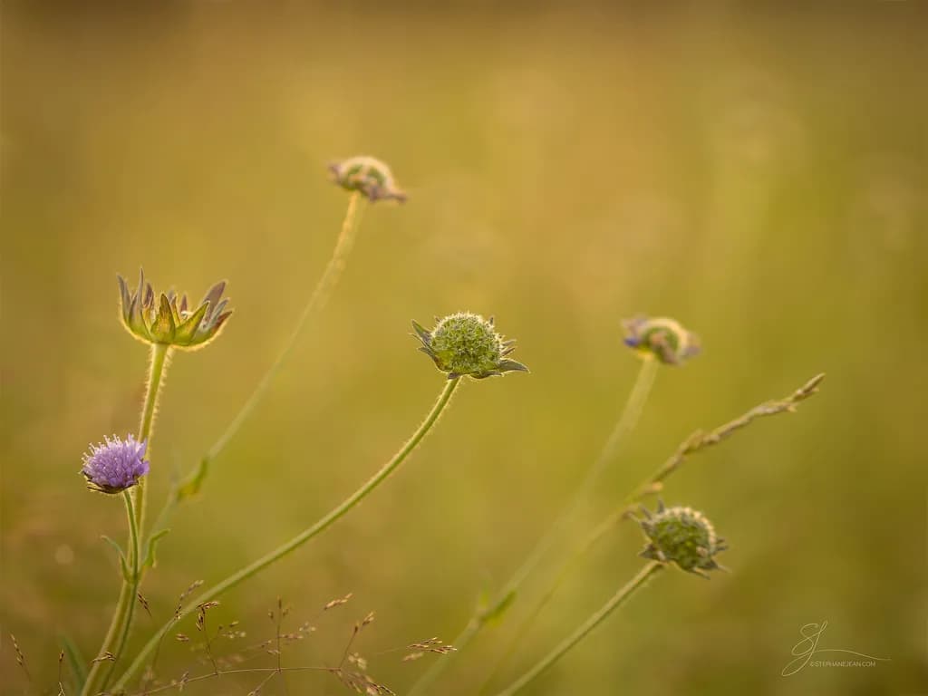 Whispers of Nature: A Gentle Embrace of Wildflowers in Soft Light