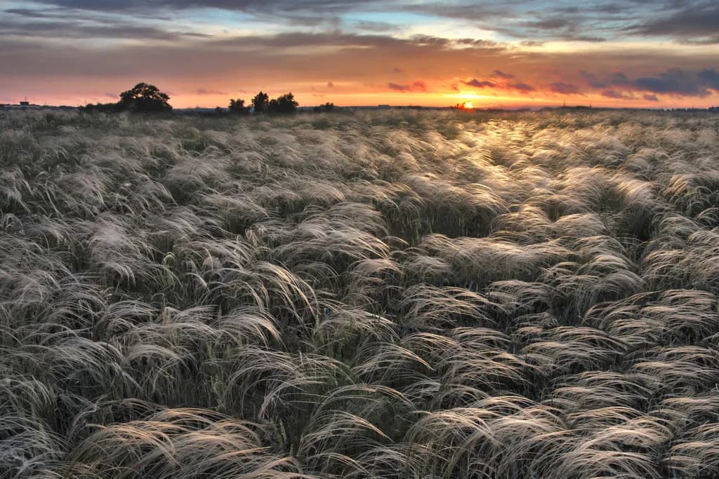 Sunlit Grassland Sunset