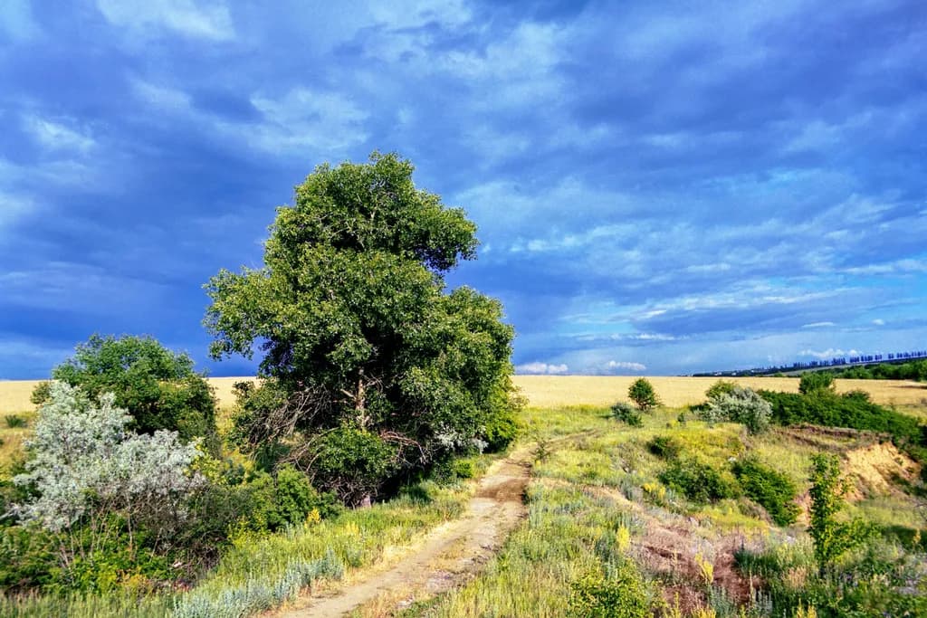Country Path and Field