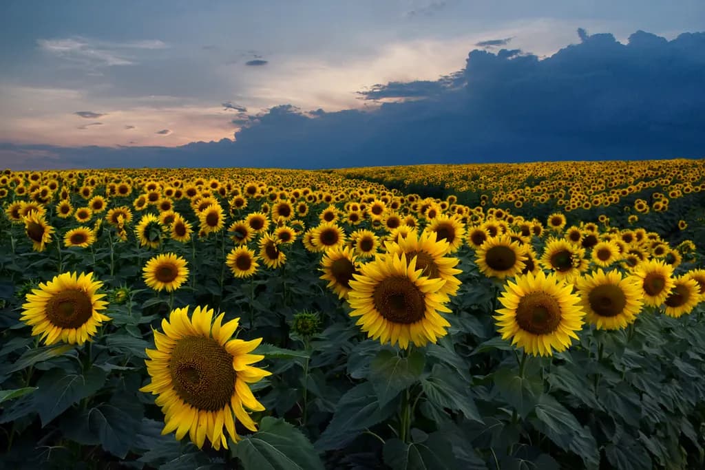 Golden Horizon: A Serene Field of Sunflowers Under a Dramatic Sky