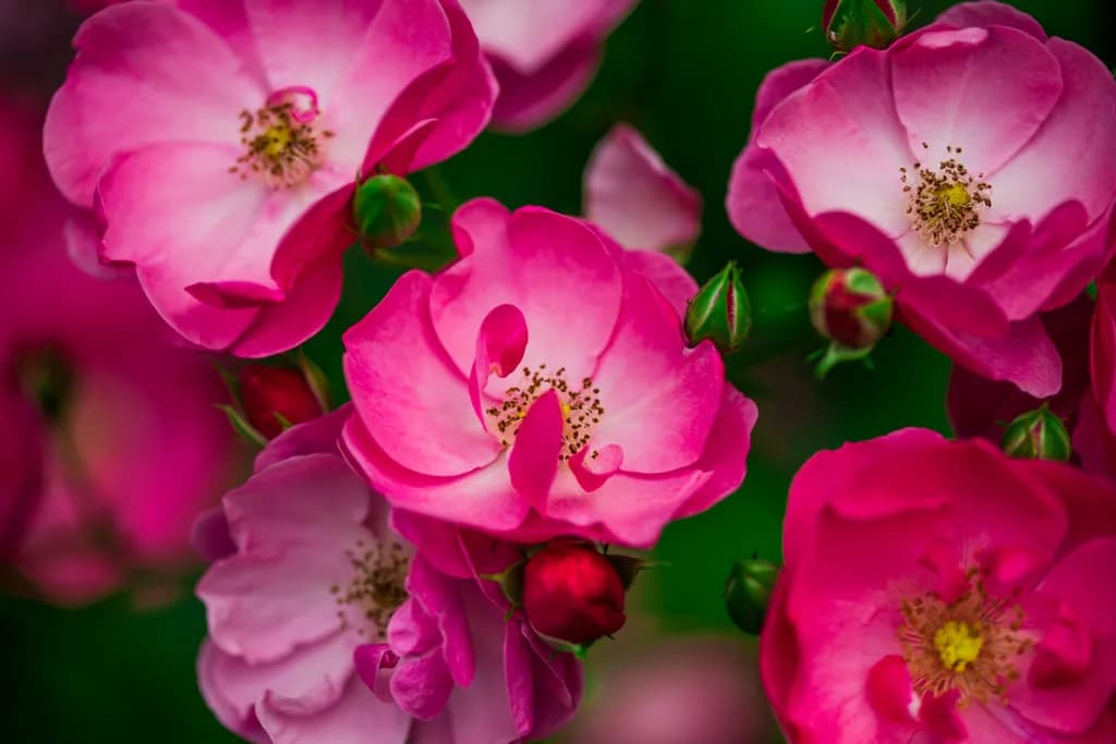 Whispers of Pink: A Floral Symphony in Bloom