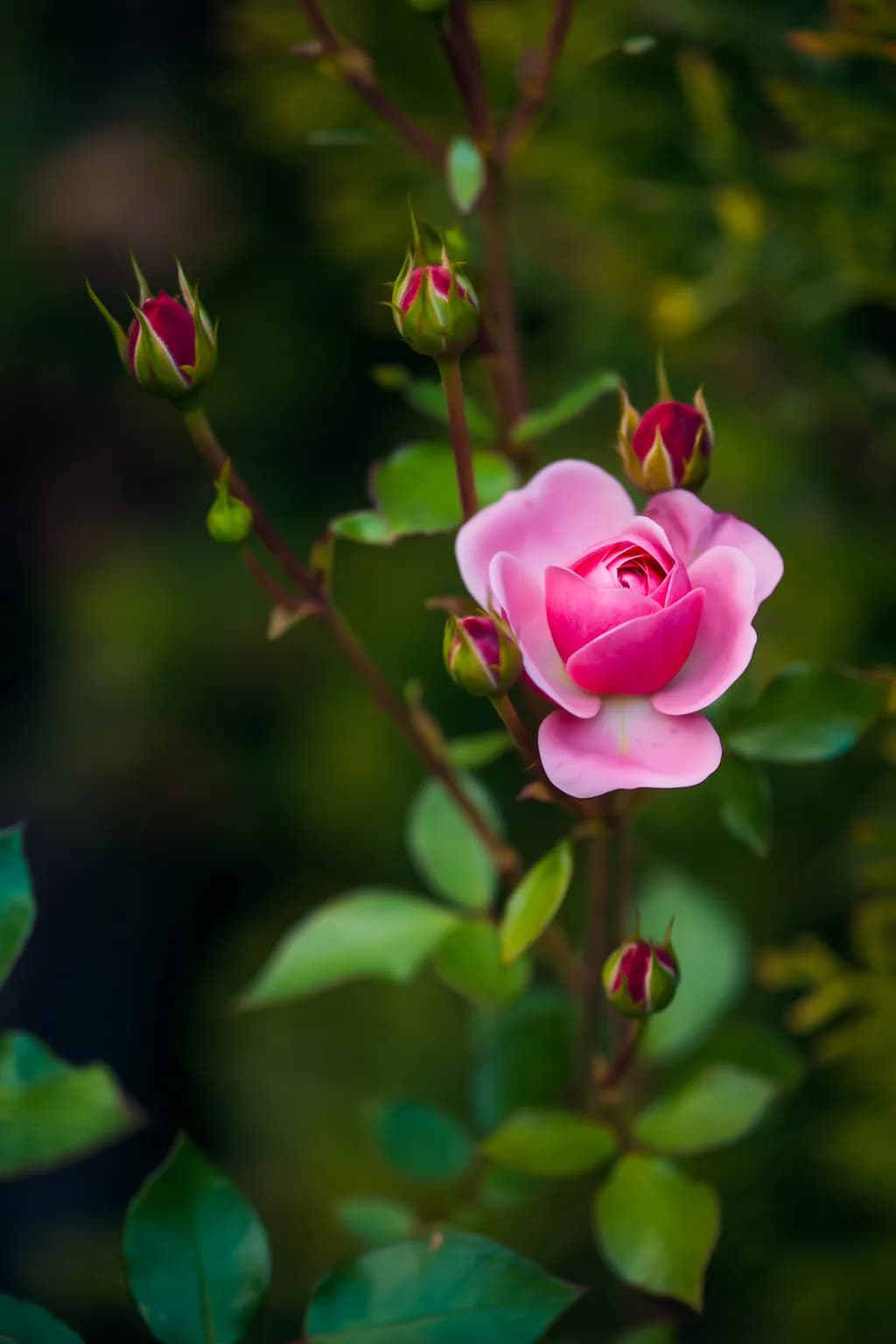 Whispers of Spring: A Delicate Pink Rose Among Budding Companions