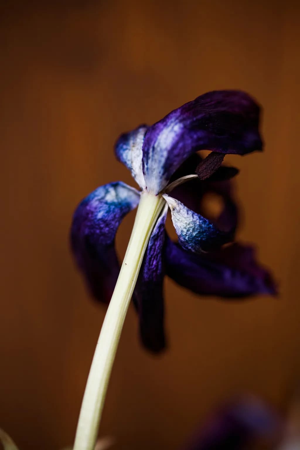 Fading Iris