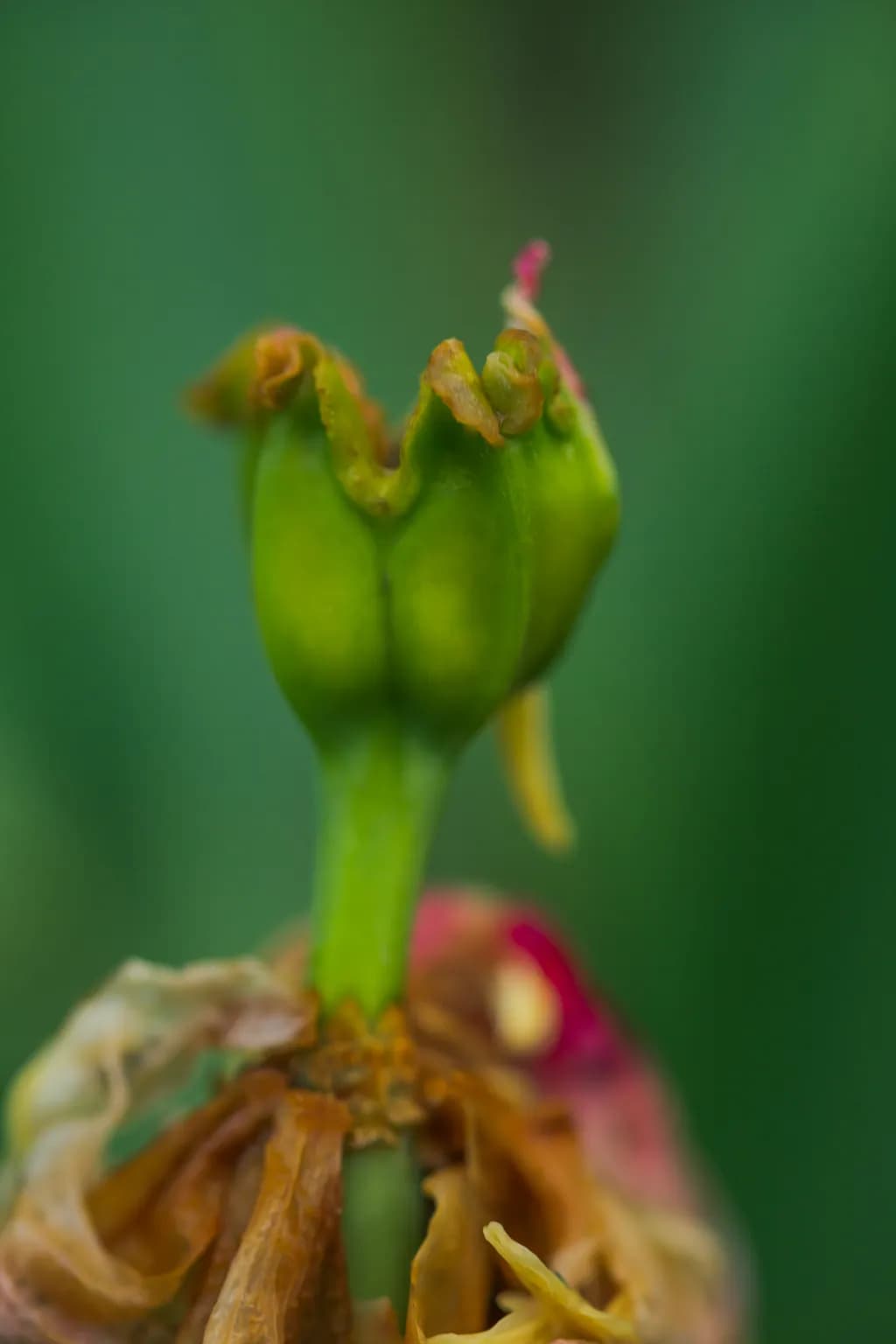Fading Bloom