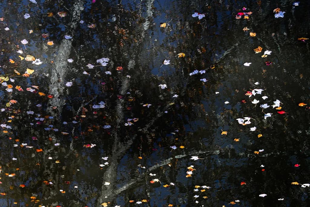 Fall Reflection